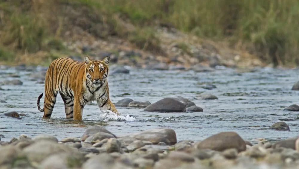 Corbett Wildlife Tour