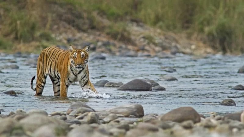 Corbett Wildlife Tour