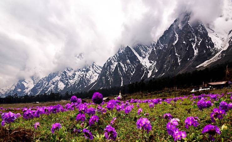 6N/7D Valley of Flowers